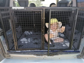 Bezpečnostní mříž do auta Citroen Berlingo